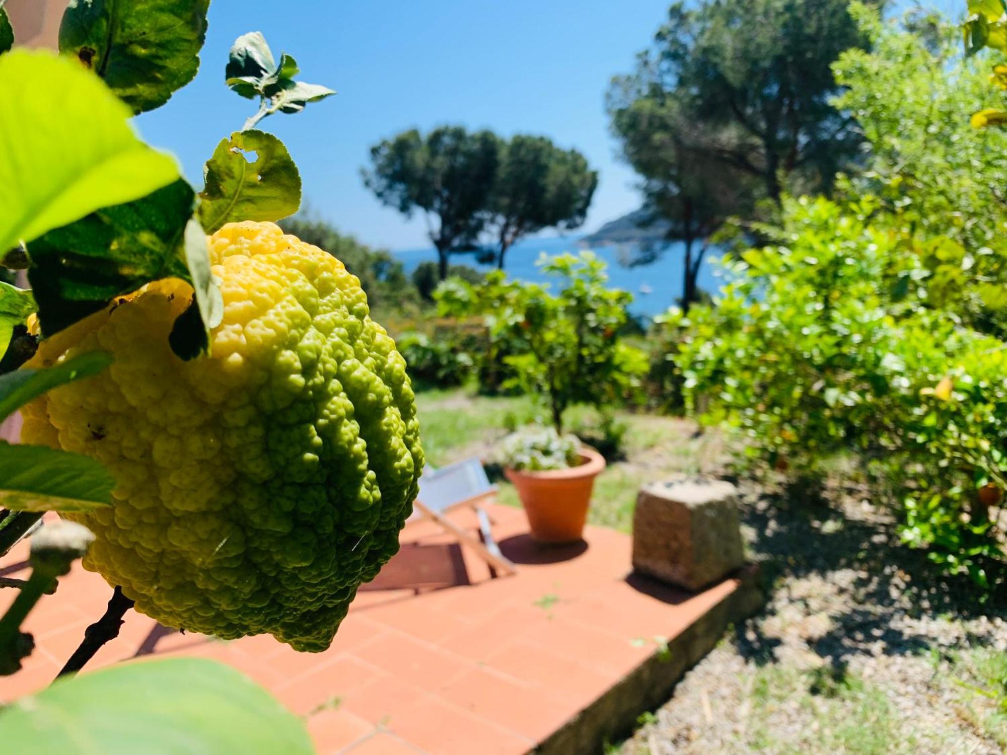Case Dei Limoni Sul Mare Capoliveri  Exterior foto