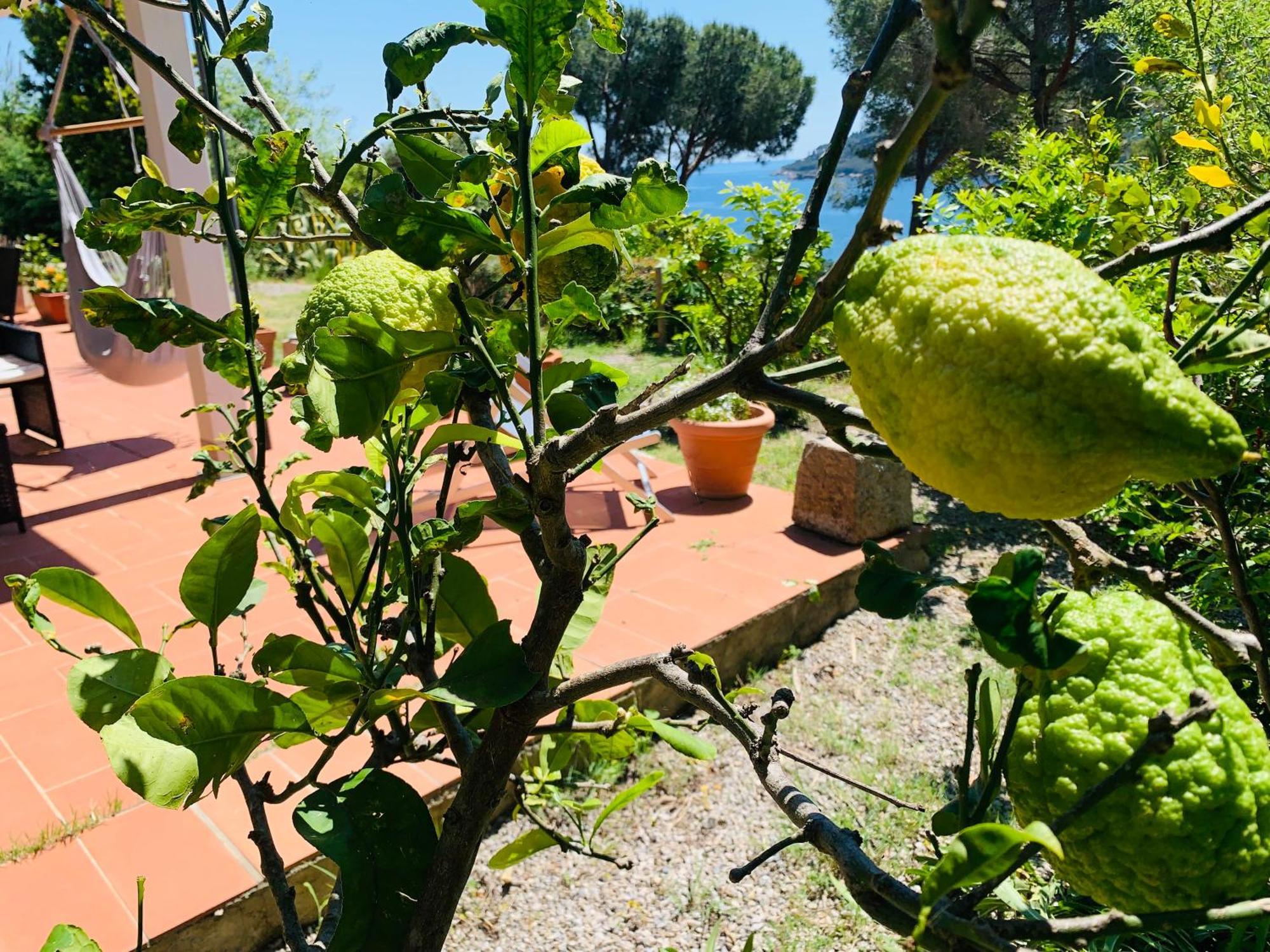 Case Dei Limoni Sul Mare Capoliveri  Exterior foto